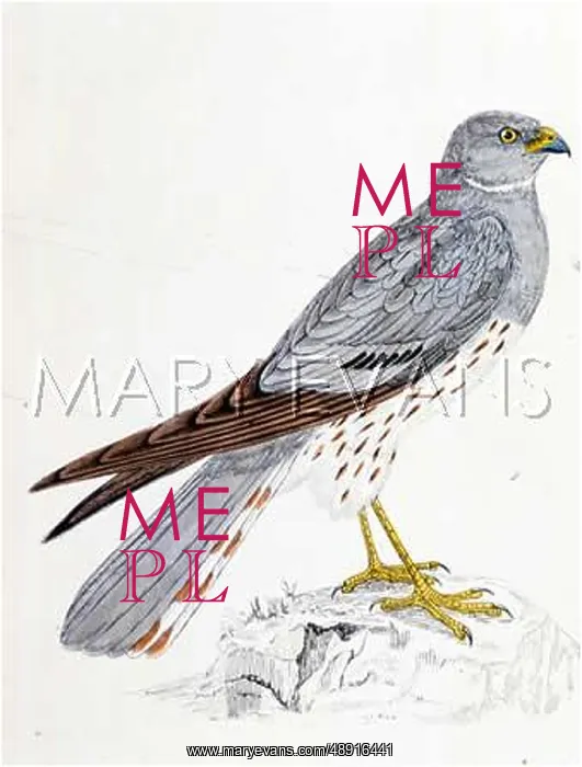  : MONTAGU'S HARRIER (MOR)