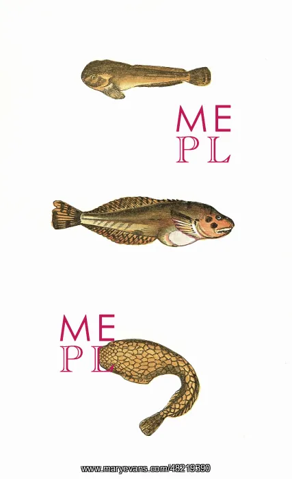 : Montagu's Sucker and Network Sucker : Montagu's Sucker and Network Sucker