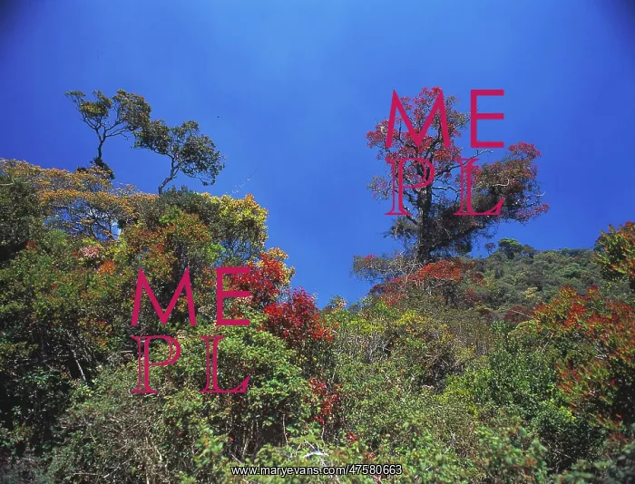 : Montane rainforest canopy : Montane rainforest canopy