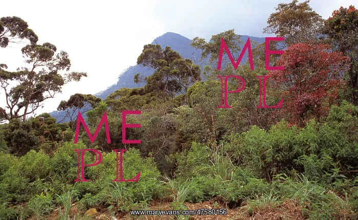 : Montane rainforest canopy, Sri Lanka : Montane rainforest canopy, Sri Lanka