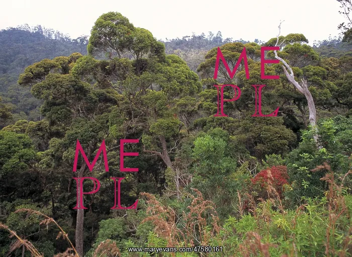 : Montane rainforest canopy, Sri Lanka : Montane rainforest canopy, Sri Lanka
