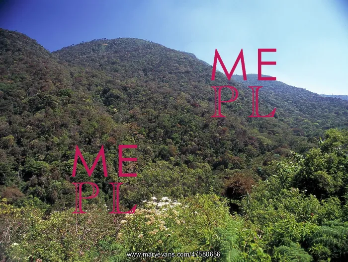 : Montane rainforest canopy, Sri Lanka : Montane rainforest canopy, Sri Lanka