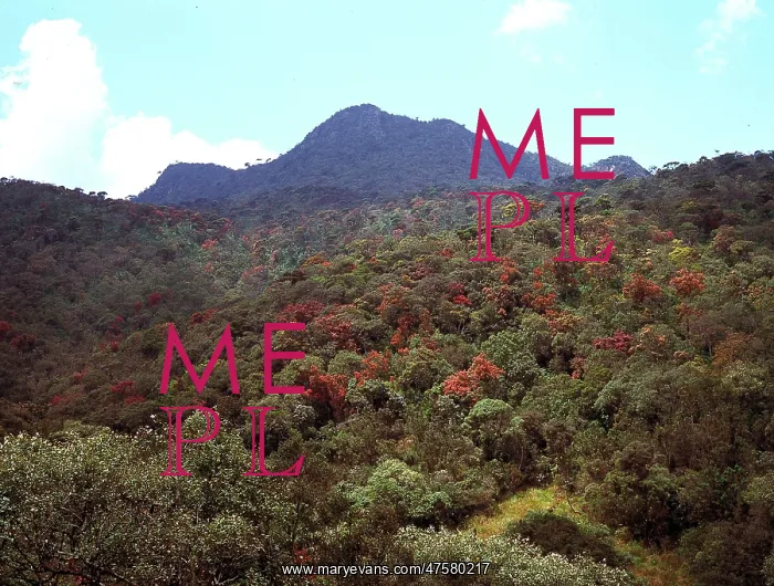: Montane rainforest, Sri Lanka : Montane rainforest, Sri Lanka
