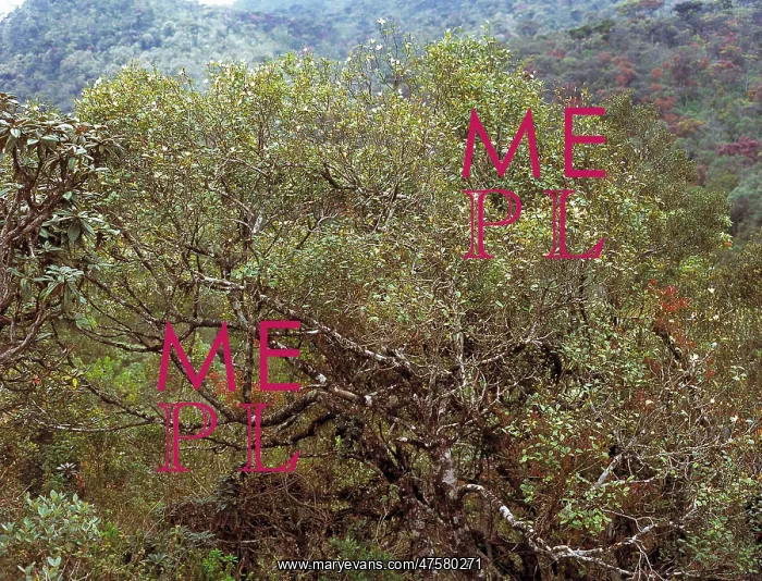 : Montane rainforest, Sri Lanka : Montane rainforest, Sri Lanka