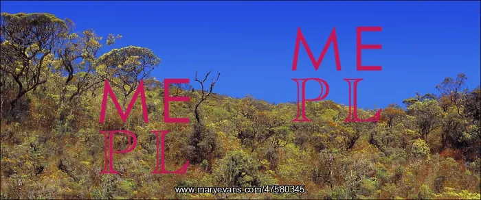 : Montane rainforest, Sri Lanka : Montane rainforest, Sri Lanka