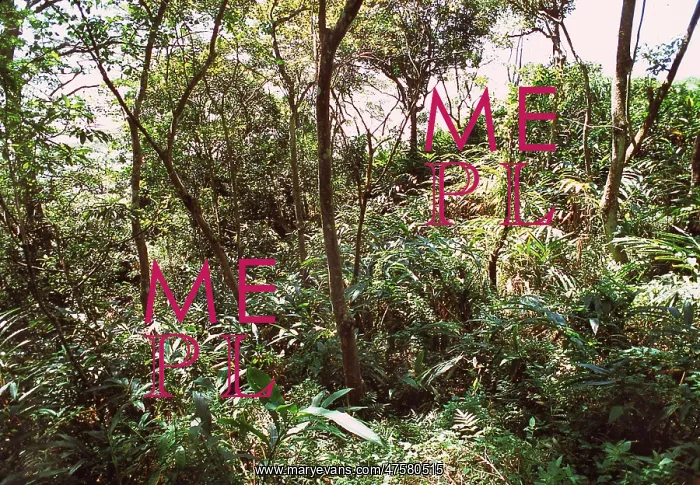 : Montane rainforest, Sri Lanka : Montane rainforest, Sri Lanka
