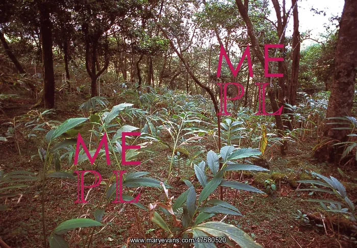 : Montane rainforest, Sri Lanka : Montane rainforest, Sri Lanka