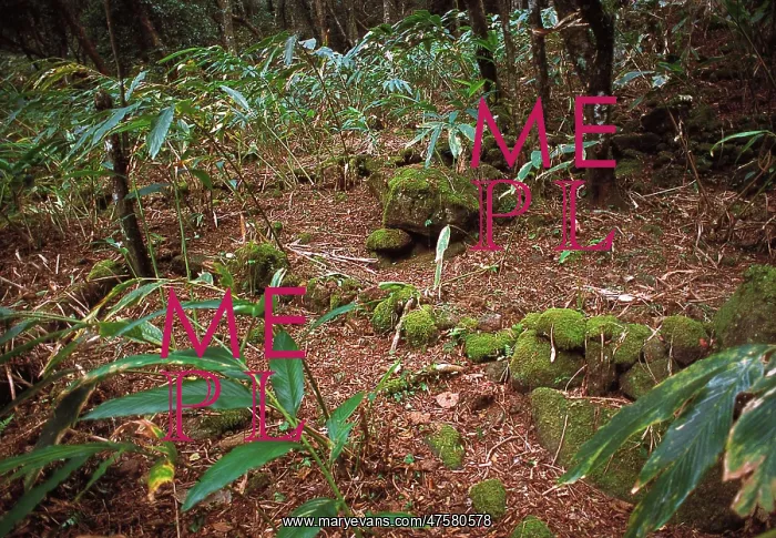 : Montane rainforest, Sri Lanka : Montane rainforest, Sri Lanka