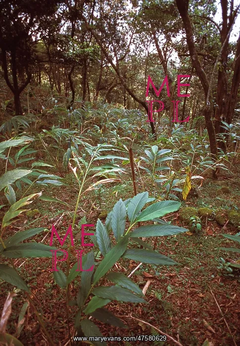 : Montane rainforest, Sri Lanka : Montane rainforest, Sri Lanka