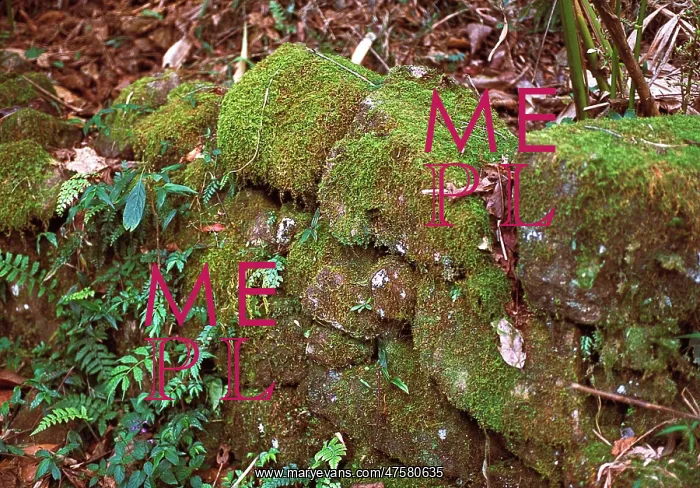 : Montane rainforest, Sri Lanka : Montane rainforest, Sri Lanka