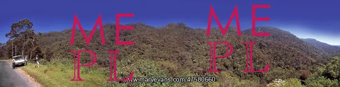 : Montane rainforest, Sri Lanka : Montane rainforest, Sri Lanka