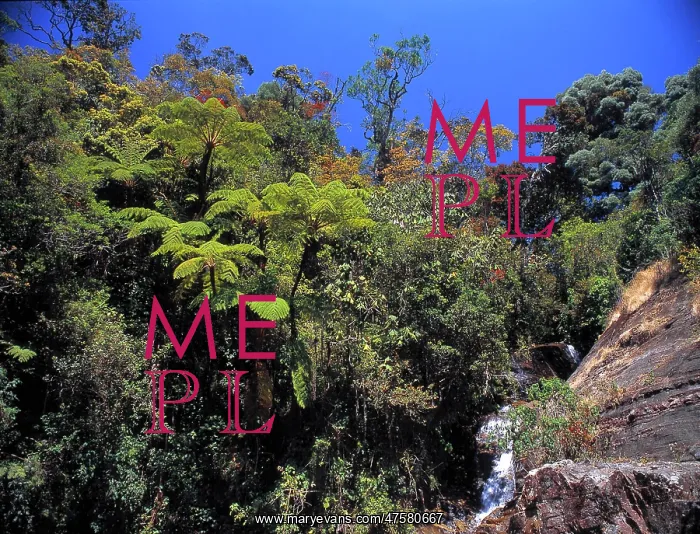 : Montane rainforest, Sri Lanka : Montane rainforest, Sri Lanka