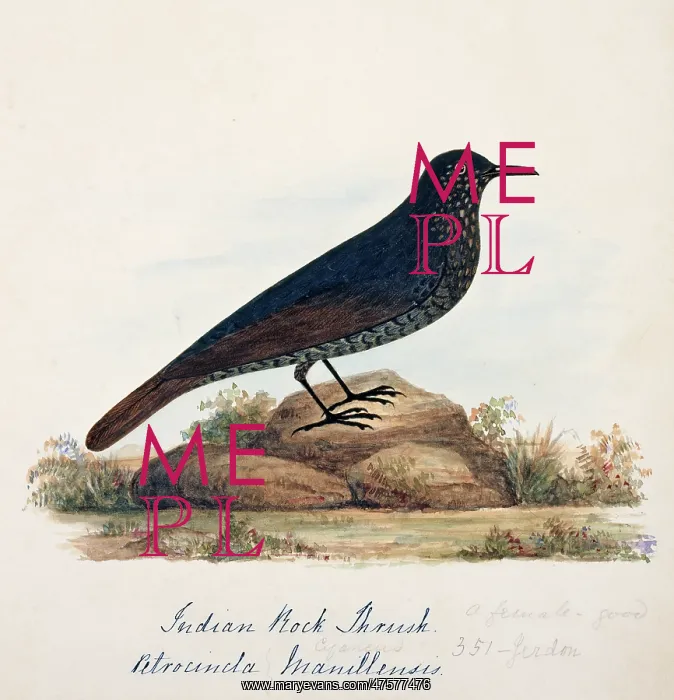 : Monticola solitarius, blue rock thrush : Monticola solitarius, blue rock thrush