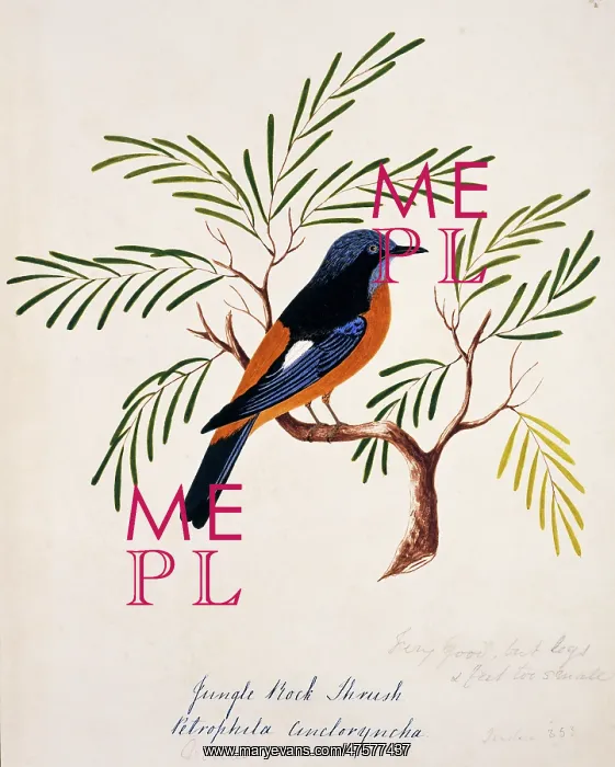 : Monticolar cinclorhynchus, blue-capped rock thrush : Monticolar cinclorhynchus, blue-capped rock thrush