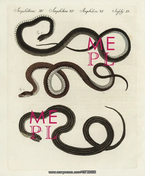 : Montpelier, Aesculapian and four-lined snakes : Montpelier, Aesculapian and four-lined snakes