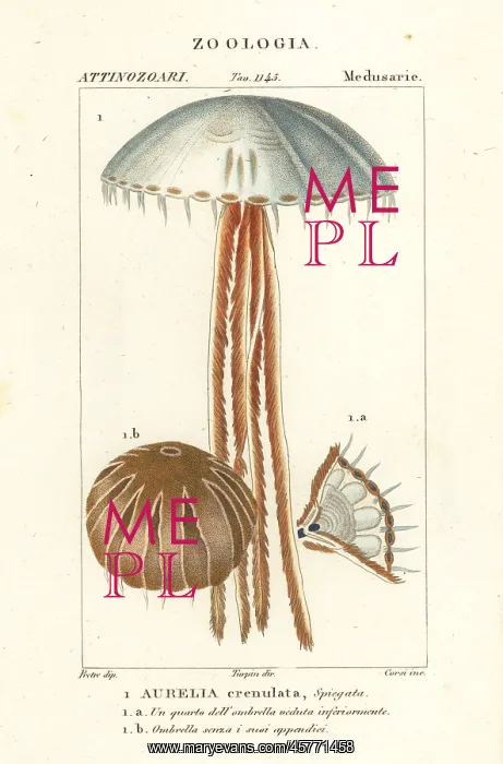 : Moon jellyfish, Aurelia crenulata : Moon jellyfish, Aurelia crenulata