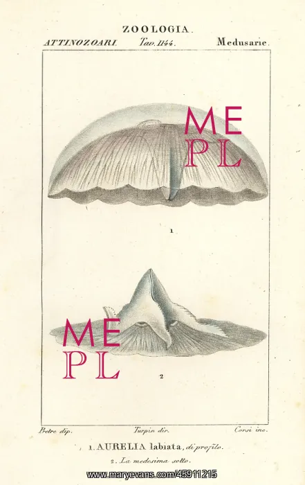 : Moon jellyfish, Aurelia labiata : Moon jellyfish, Aurelia labiata