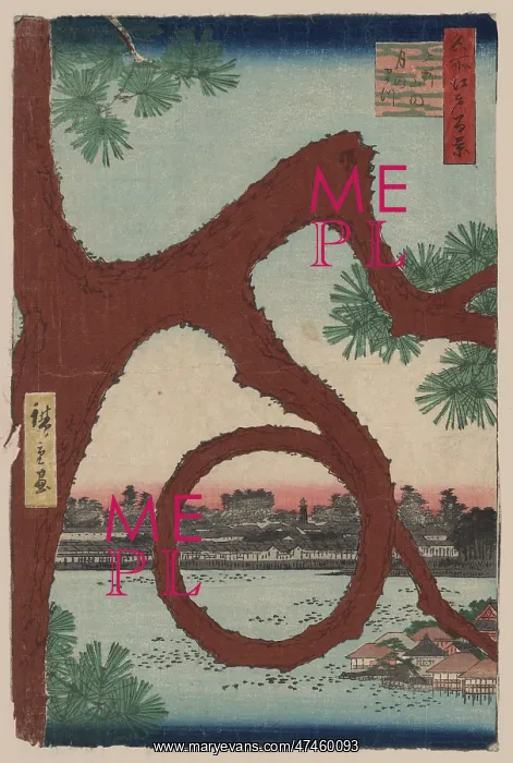 : Moon pine, Ueno : Moon pine, Ueno