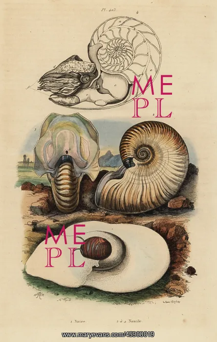 : Moon snail and nautilus : Moon snail and nautilus