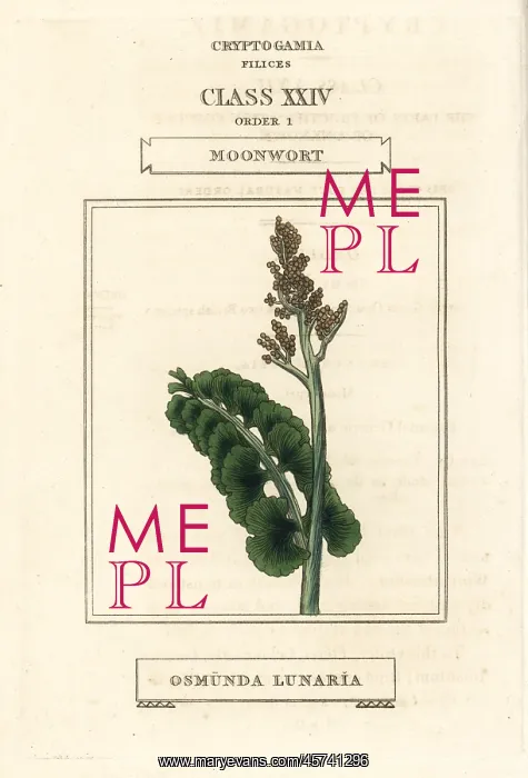 : Moonwort, Botrychium lunaria : Moonwort, Botrychium lunaria