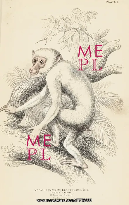 : Moor macaque, Macaca maura : Moor macaque, Macaca maura