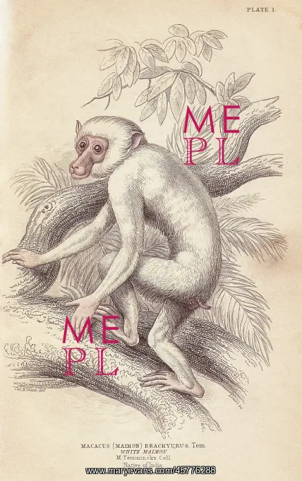 : Moor macaque, Macaca maura, albino? : Moor macaque, Macaca maura, albino?