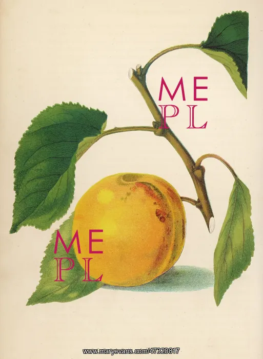  : MOOR PARK APRICOT