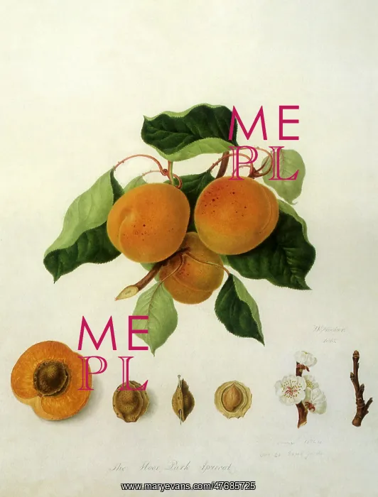  : Moor Park Apricots
