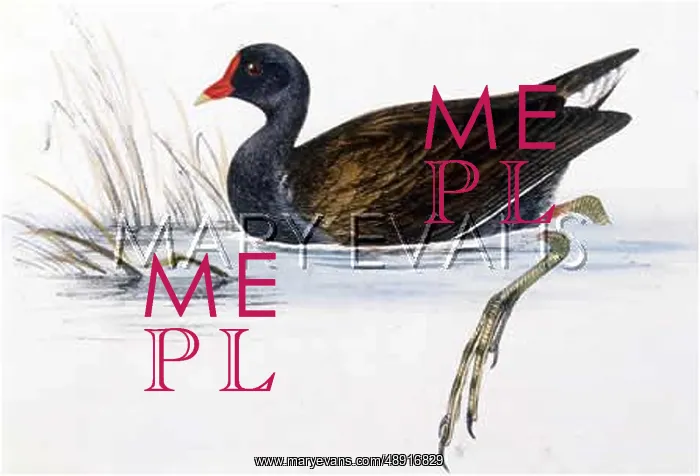  : MOORHEN (Gallinula chloropus)