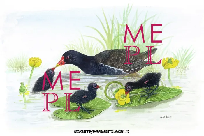  : Moorhen with three chicks