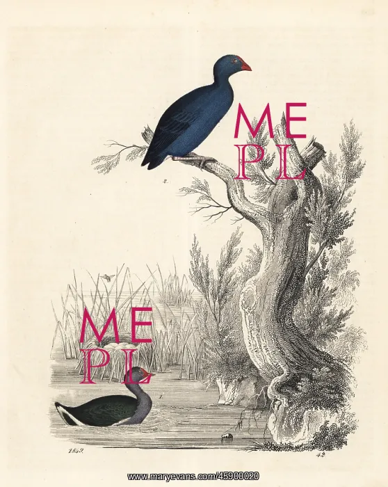 : Moorhen and purple swamphen : Moorhen and purple swamphen