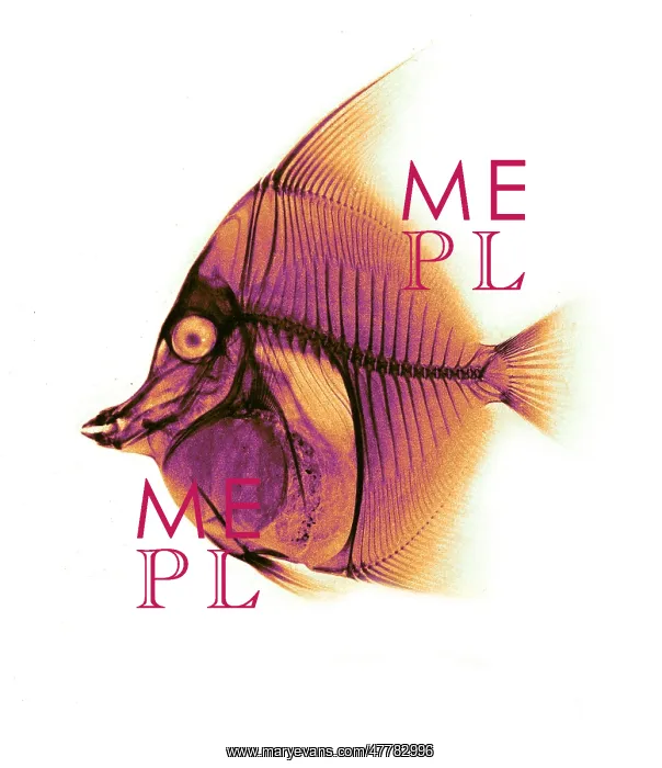 : Moorish Idol Fish, X-ray, 1896 : Moorish Idol Fish, X-ray, 1896