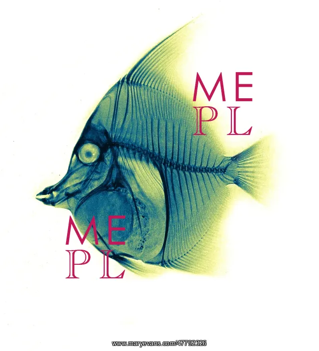 : Moorish Idol Fish, X-ray, 1896 : Moorish Idol Fish, X-ray, 1896