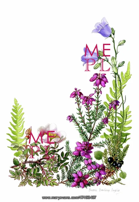  : Moorland Flowers