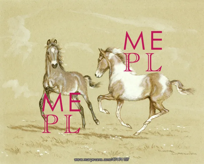  : Moorland Foals