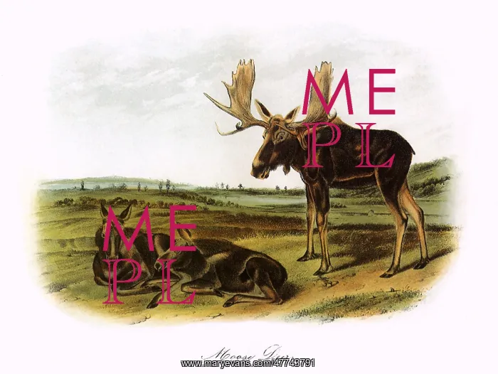  : Moose