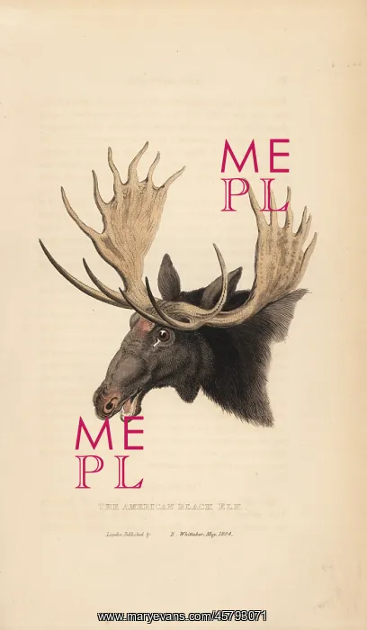 : Moose, Alces alces : Moose, Alces alces