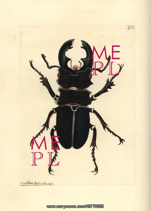 : Moose beetle, Odontolabis alces : Moose beetle, Odontolabis alces