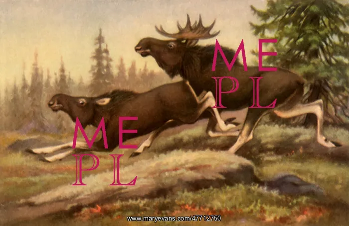  : Moose Couple