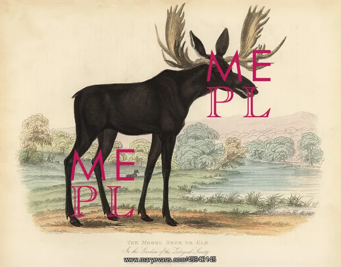 : Moose or elk, Alces alces : Moose or elk, Alces alces
