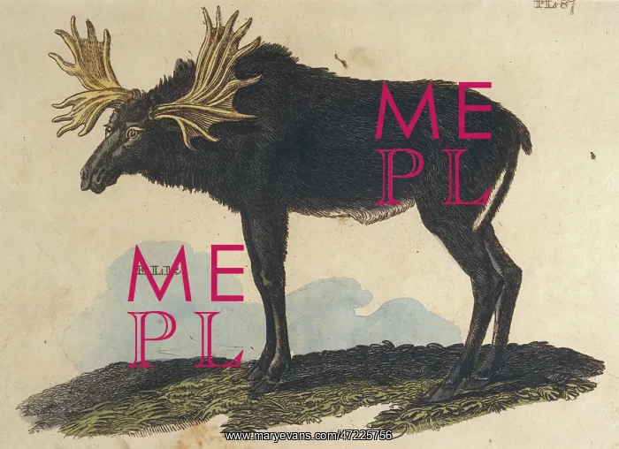 : MOOSE (ELK) / BRIGHTLY : MOOSE (ELK) / BRIGHTLY
