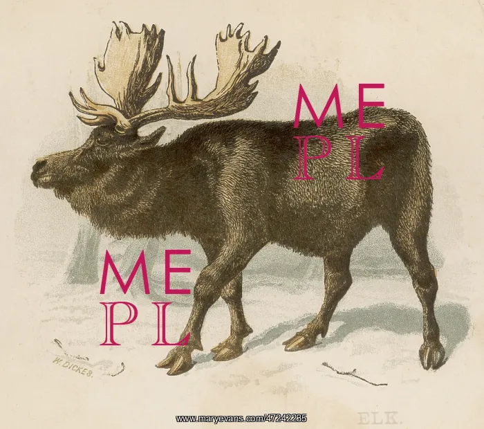  : Moose (Elk) - Scrap - Brittan