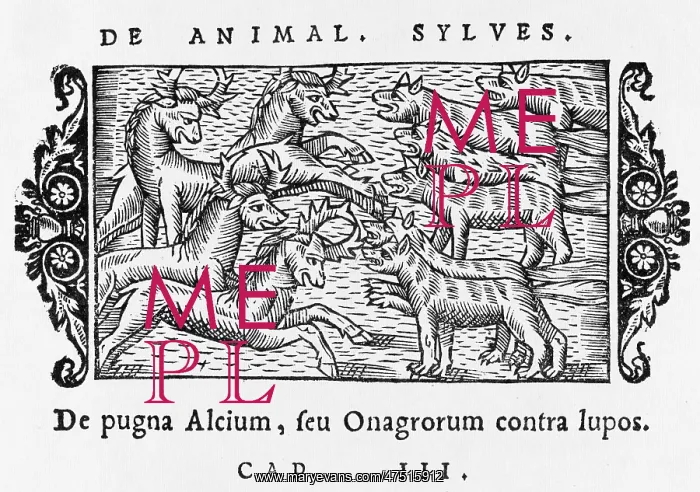 : MOOSE / ELK & WOLVES 1555 : MOOSE / ELK & WOLVES 1555