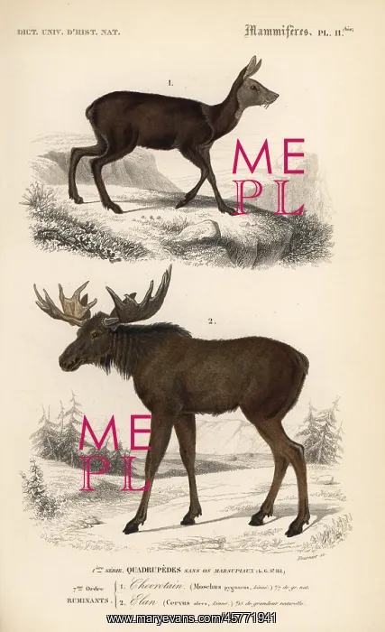 : Moose or Eurasian elk, Alces alces, and royal : Moose or Eurasian elk, Alces alces, and royal