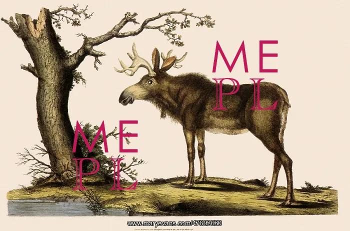  : Moose Facing Tree