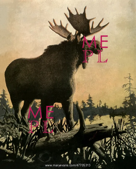  : Moose by the River