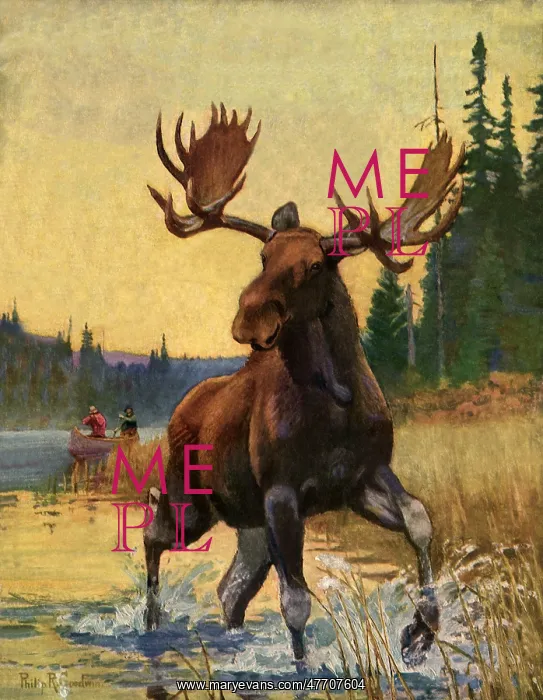 : Moose Runs From Hunters : Moose Runs From Hunters