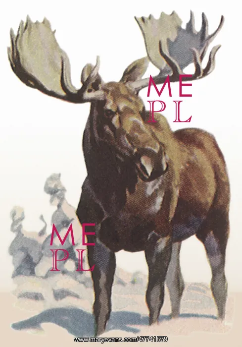 : Moose in Snow : Moose in Snow