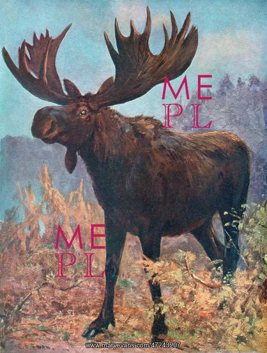  : MOOSE(ELK) / CUTHBERT SWAN