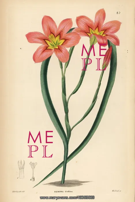  : Moraea collina